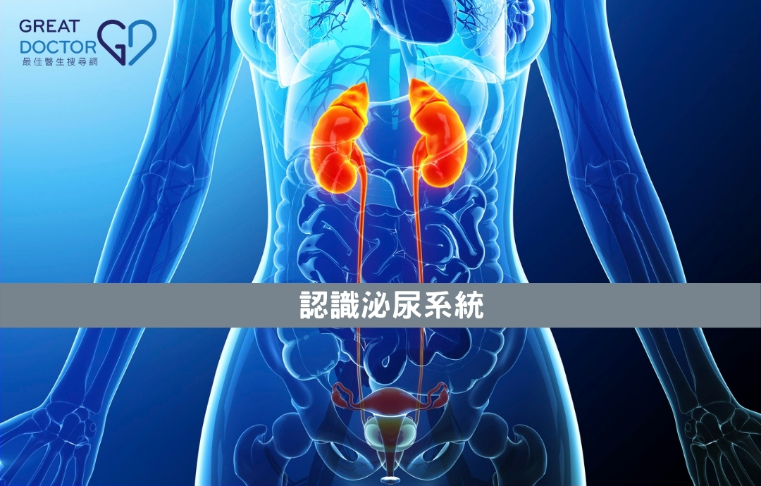 認識泌尿系統